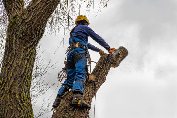 Best Tree Cutting Near Me  in Lees Summit, MO